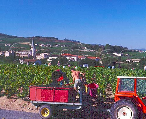 Harvesting Gamay grapes for   Domaine de la Tour du Bief at Chnas   Rhne France  Moulin  Vent  Beaujolais