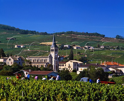 Harvesting Gamay grapes for   Domaine de la Tour du Bief at Chnas   Rhne France  MoulinVent  Beaujolais