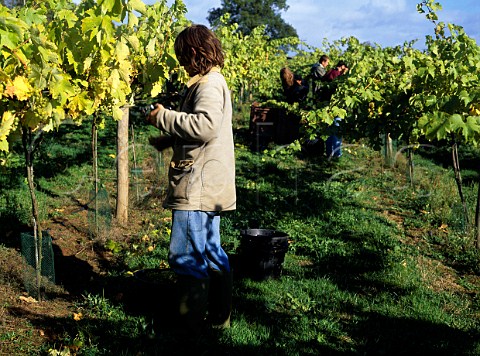 Harvesting at Three Choirs Vineyards Newent   Gloucestershire