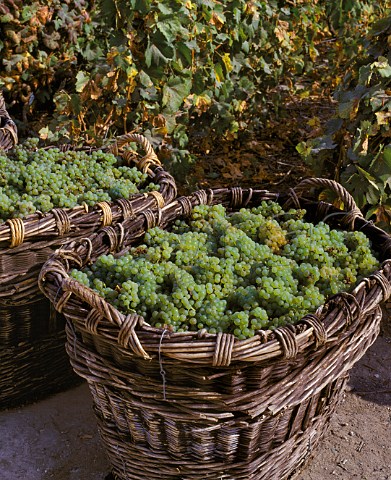 Chardonnay grapes in traditional baskets 100kg in each in vineyard of Champagne Fallet at Cramant Based in Avize this producer is possibly the last still to use them Marne France   Cte des Blancs  Champagne