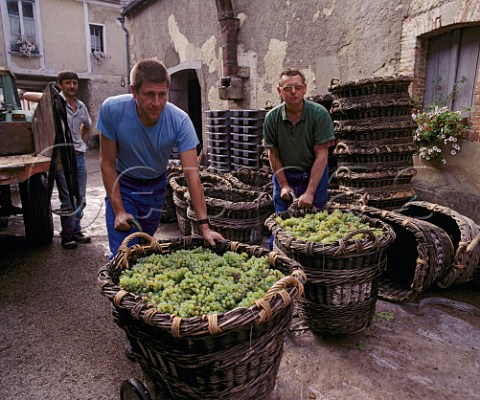 Harvested Chardonnay grapes in traditional baskets   100kg in each arrive at Champagne Fallet possibly the last producer to still use them   Avize Marne France   Cte des Blancs  Champagne