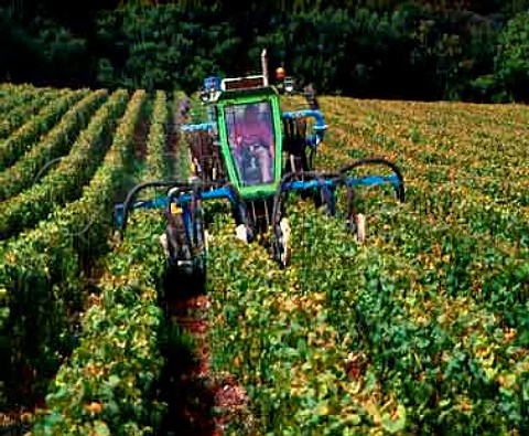 Effeuilleuse leaf stripping machine in   Chardonnay vineyard of Mot et Chandon prior   to harvest  Cramant Marne France    Cte des Blancs  Champagne