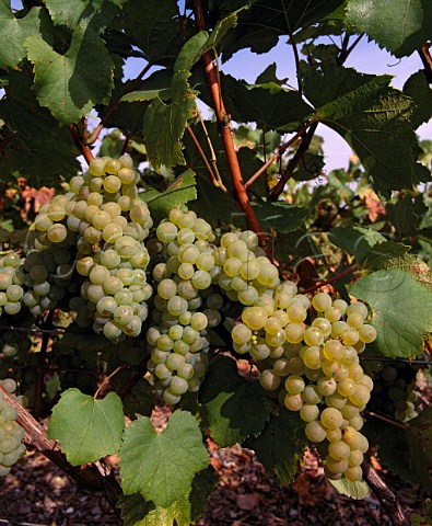 Ripe Chardonnay grapes in vineyard of   Mot et Chandon at Avize Marne France    Cte des Blancs  Champagne