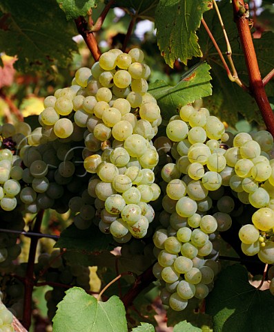 Ripe Chardonnay grapes in vineyard of   Mot  Chandon at Avize Marne France    Cte des Blancs  Champagne