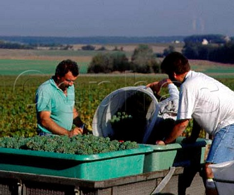 Harvesting Sauvignon Blanc grapes in vineyard   of Didier Dagueneau at les Berthiers   PouillysurLoire Nivre France  AC PouillyFum