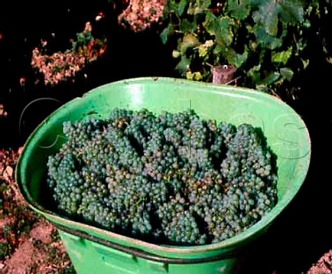 Hod of Sauvignon Blanc grapes in vineyard of Didier   Dagueneau les Berthiers  PouillysurLoire Nivre France  AC PouillyFum