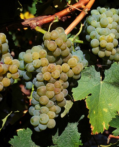 Ripe Sauvignon Blanc grapes showing signs of sunburn  Sancerre Cher France