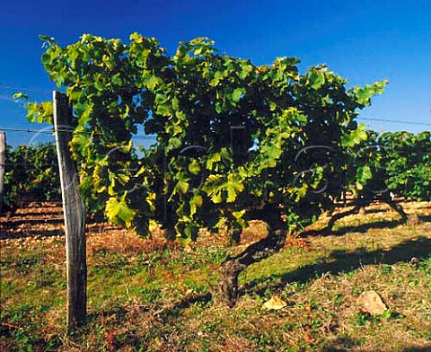 Old Sauvignon Blanc vine  StAndelain Nivre   France   AC PouillyFum