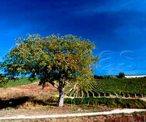Walnut tree in the vineyards at Chavignol Cher   France  AC Sancerre