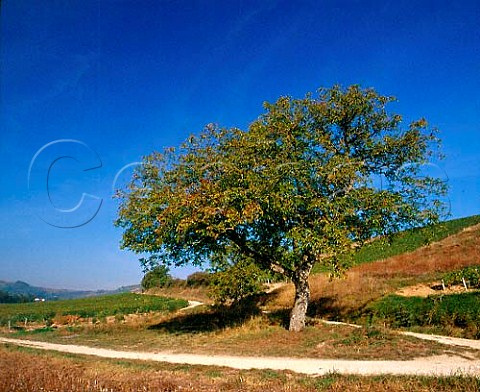 Walnut tree in the vineyards at Chavignol Cher   France  AC Sancerre