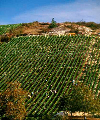 Harvesting Sauvignon Blanc grapes from a steep   vineyard at Chavignol Cher France    AC Sancerre