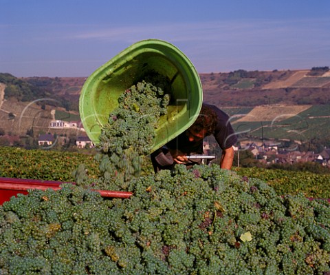 Harvesting Sauvignon Blanc grapes in vineyard of Domaine Nol at Chavignol Cher France  AC Sancerre