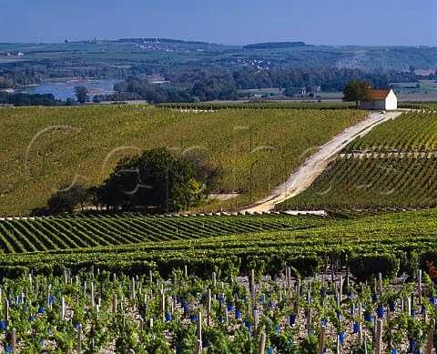 View over vineyards near MntrolsousSancerre   with the River Loire beyond   Cher France     AC Sancerre