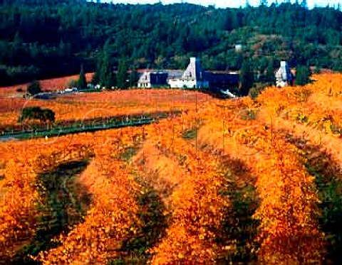 Autumnal vineyard at Chateau Souverain Geyserville   Sonoma Co California    Alexander Valley