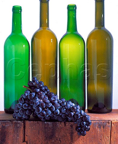 Merlot grapes and empty bottles