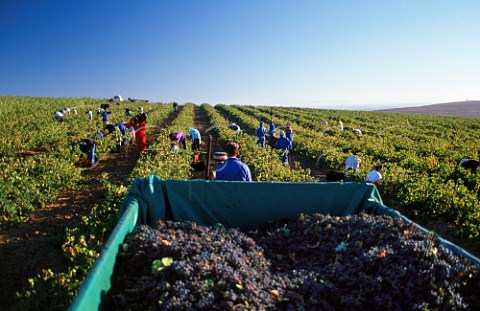 Harvest time in vineyard at Darling   South Africa  The grapes are bought by Neil Ellis of   Stellenbosch
