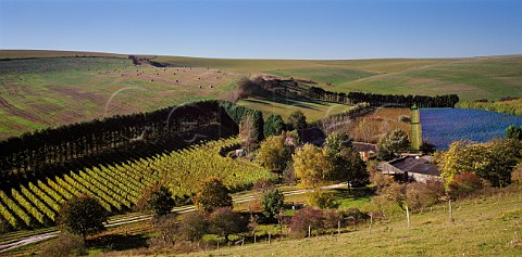 Breaky Bottom Vineyard on the South Downs at Rodmell near Lewes East Sussex England