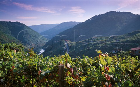 Vineyards in the Rio Sil valley east of Ourense   Galicia Spain  DO Ribeira Sacra