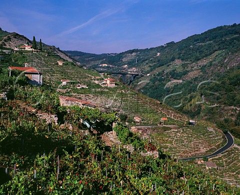Vineyards in the Rio Sil valley east of Ourense Galicia Spain Ribeira Sacra