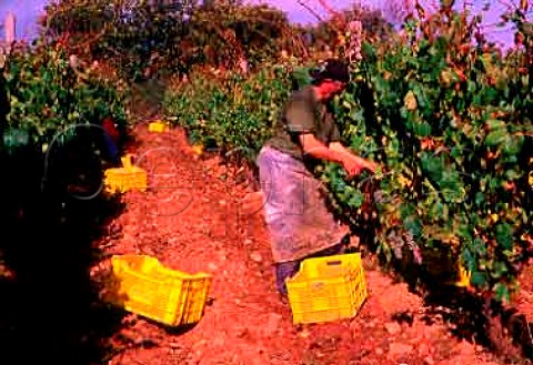 Harvesting in vineyard near Valdeorras   Galicia Spain  DO Valdeorras