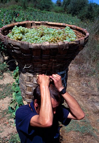 Traditional Culeiro used for harvesting   grapes  Galicia Spain  DO Ribeiro