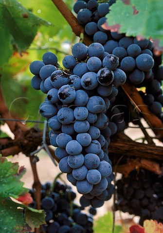 Mencia grapes Valdeorras Galicia Spain