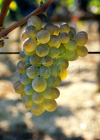 Godello grapes Galicia Spain   DO Valdeorras