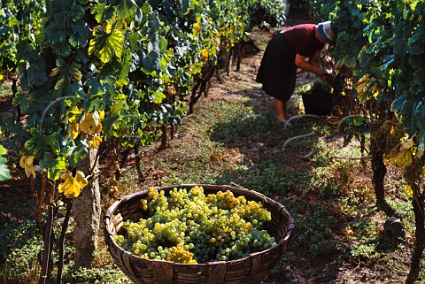Harvesting in vineyards in the Ribeiro   region Galicia Spain   DO Ribeiro