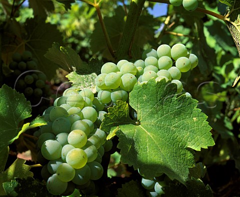 Unripe Chardonnay grapes