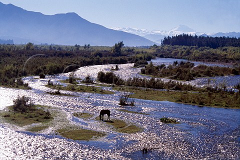 A lone horse grazing on an island in the   Aconcagua River with the Andes in the   distance   Chile