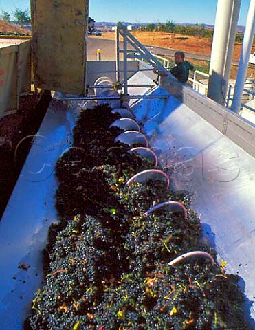 Petit Sirah grapes arrive at Cambria Winery Santa   Barbara Co California      Santa Maria Valley AVA