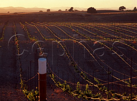 Young vineyard with the evening sunlight reflecting   off the irrigation pipes    Paso Robles   San Luis Obispo Co California  Paso Robles AVA