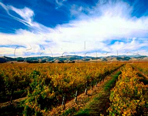 Autumnal vineyards at the southern end of the   Salinas Valley Monterey Co California