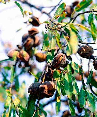 Almonds ready for harvesting  Cintrunigo Navarra Spain