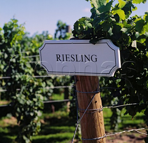 Riesling vineyard of Hillebrand Estate   Niagara on the Lake Ontario Province Canada   Niagara Peninsula
