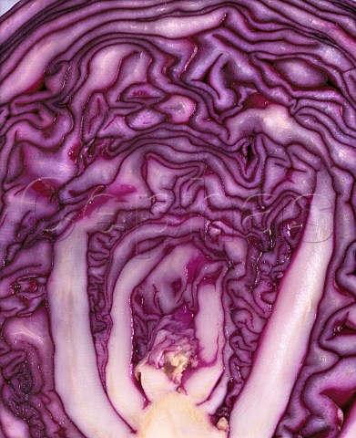 Red Cabbage  cross section