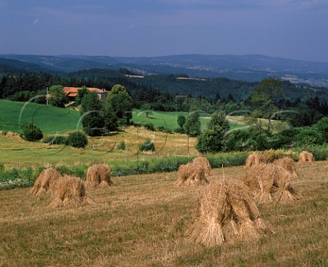 Hayricks in field near La ChaiseDieu HauteLoire France  Auvergne