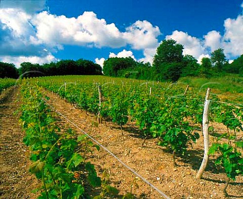 Vineyard near Souzay MaineetLoire France  SaumurChampigny