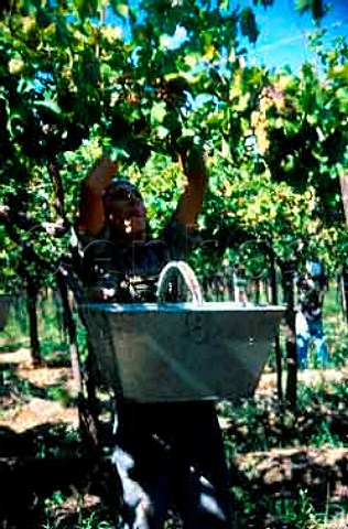 Harvesting in vineyard of Peaflor   Mendoza province Argentina