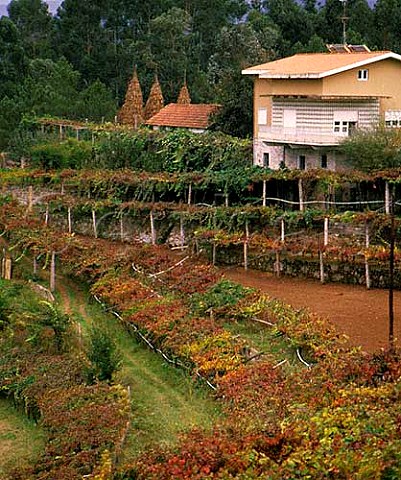 Vines on pergolas near Monao Minho Portugal  Vinho Verde