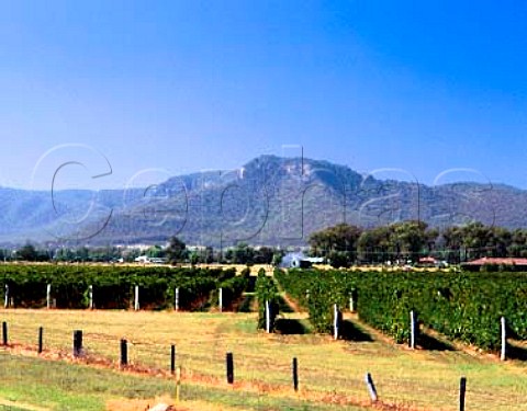Broke Estate vineyards with the Brokenback Range   beyond Broke New South Wales Australia     Lower Hunter Valley