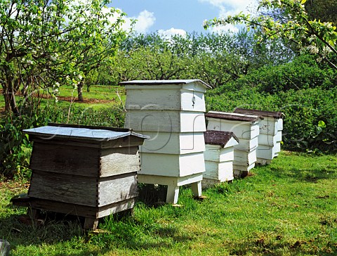 Beehives in an orchard at Lopen Head   Somerset England