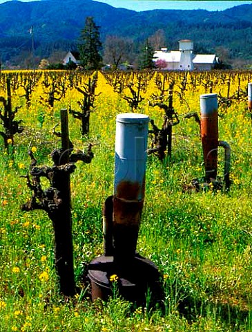 Antifrost smudge pots in Ray Rossi vineyard   StHelena Napa Co California