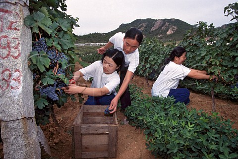 Picking Cabernet Sauvignon grapes in   vineyard of the Huadong Winery Qingdao   China