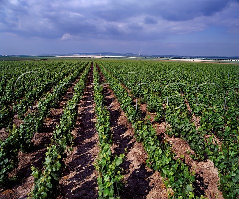 Clos du Moulin vineyard of Champagne Cattier on the northern slopes of the Montagne de Reims at   ChignylesRoses Marne France