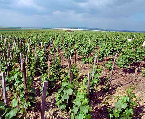 Small parcel of vines trained en foule  in Clos du Moulin of Champagne Cattier  on the   northern slopes of the Montagne de Reims at   ChignylesRoses Marne France