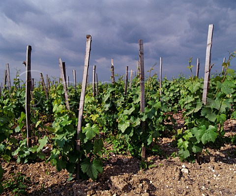 Vines trained en foule in the Clos du Moulin of Champagne Cattier ChignylesRoses Marne France Montagne de Reims  Champagne 