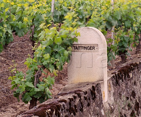 Taittinger marker stone in vineyard at Verzenay on   the Montagne de Reims Marne France Champagne