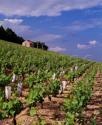 Chardonnay vineyard of Bouchard Pre et Fils on the Hill of Corton AloxeCorton   Cte dOr France AC CortonCharlemagne