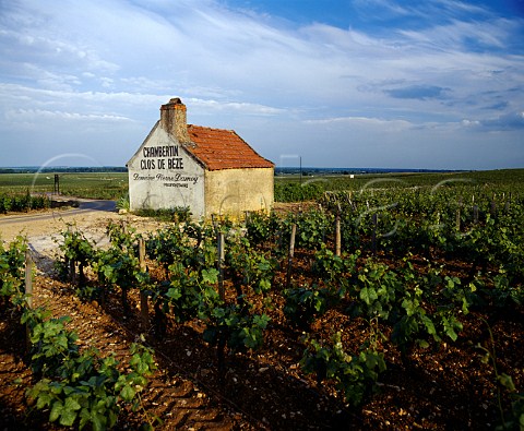 Chambertin Clos de Bze vineyard of Domaine Pierre   Damoy GevreyChambertin Cte dOr France   Cte   de Nuits